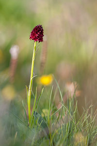 Gymnadenia nigra (Orchidaceae)  - Gymnadénie noire, Nigritelle noire, Orchis vanille Savoie [France] 04/07/2012 - 1940m