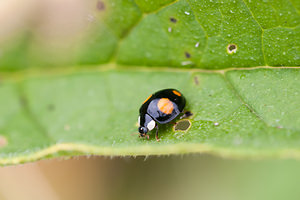 Harmonia axyridis (Coccinellidae)  - Coccinelle asiatique, Coccinelle arlequin - Harlequin ladybird, Asian ladybird, Asian ladybeetle Nord [France] 21/07/2012 - 30mforme spectabilis