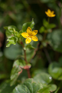 Lysimachia nemorum (Primulaceae)  - Lysimaque des bois, Mouron jaune - Yellow Pimpernel Haute-Savoie [France] 04/07/2012 - 1210m