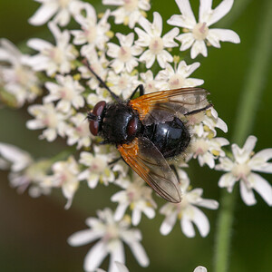 Mesembrina meridiana (Muscidae)  Courtrai [Belgique] 28/07/2012 - 30m