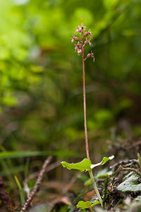 Neottia cordata (Orchidaceae)  - Néottie cordée, Listère à feuilles cordées, Listère à feuilles en coeur, Listère cordée - Lesser Twayblade District d'Aigle [Suisse] 03/07/2012 - 1690m