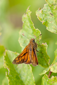 Ochlodes sylvanus (Hesperiidae)  - Sylvaine, Sylvain, Sylvine Nord [France] 21/07/2012 - 30m