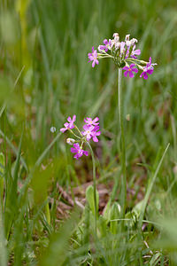 Primula farinosa (Primulaceae)  - Primevère farineuse - Bird's-eye Primrose District d'Aigle [Suisse] 03/07/2012 - 1690m