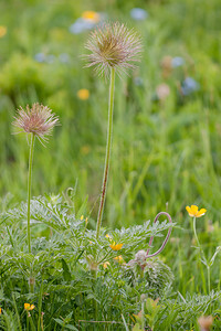 Pulsatilla alpina subsp. apiifolia (Ranunculaceae)  - Pulsatille soufrée, Anémone soufrée, Pulsatille à feuilles d'ache, Anémone à feuilles d'ache Savoie [France] 04/07/2012 - 1940m