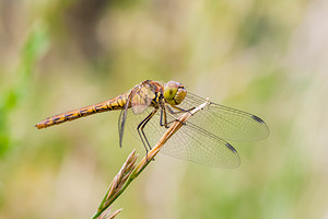 Sympetrum striolatum (Libellulidae)  - Sympétrum fascié - Common Darter Nord [France] 21/07/2012 - 30m