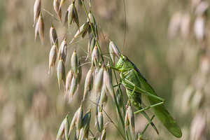 Tettigonia viridissima (Tettigoniidae)  - Grande Sauterelle verte, Sauterelle verte (des prés),  Tettigonie verte, Sauterelle à coutelas - Great Green Bush Cricket Marne [France] 07/07/2012 - 110m