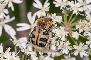 Trichius gallicus (Scarabaeidae)  - Trichie du rosier Courtrai [Belgique] 28/07/2012 - 30m