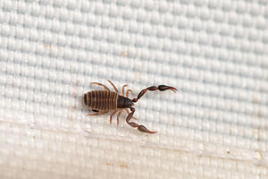 Cheiridium museorum (Cheiridiidae)  - Book Scorpion Somme [France] 15/08/2012 - 60m