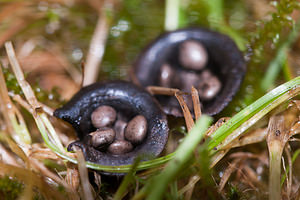 Cyathus olla (Nidulariaceae)  - Cyathe en vase - Field Bird's Nest Nord [France] 05/08/2012 - 40m