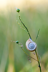 Helicella itala (Geomitridae)  - Hélicelle trompette, Hélicelle des bruyères, le grand-ruban - Heath Snail Meuse [France] 18/08/2012 - 360m