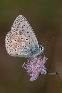 Lysandra coridon (Lycaenidae)  - Argus bleu-nacré - Chalk-hill Blue Marne [France] 16/08/2012 - 170m
