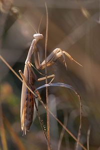 Mantis religiosa (Mantidae)  - Mante religieuse - Praying Mantis Vosges [France] 18/08/2012 - 370m