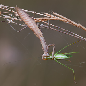 Mantis religiosa (Mantidae)  - Mante religieuse - Praying Mantis Vosges [France] 18/08/2012 - 370m