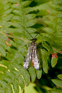 Panorpa germanica (Panorpidae)  Marne [France] 16/08/2012 - 270m