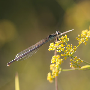 Platycnemis pennipes (Platycnemididae)  - Agrion à larges pattes, Pennipatte bleuâtre - White-legged Damselfly, Blue featherleg Meuse [France] 17/08/2012 - 340m