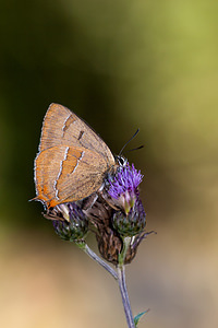 Thecla betulae (Lycaenidae)  - Thécla du Bouleau, Thècle du Bouleau, Porte-Queue à bandes fauves - Brown Hairstreak Meuse [France] 18/08/2012 - 320m