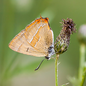 Thecla betulae (Lycaenidae)  - Thécla du Bouleau, Thècle du Bouleau, Porte-Queue à bandes fauves - Brown Hairstreak Meuse [France] 18/08/2012 - 330m