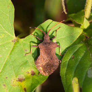 Coreus marginatus (Coreidae)  - Corée marginée - Stock bug Nord [France] 15/09/2012 - 180m