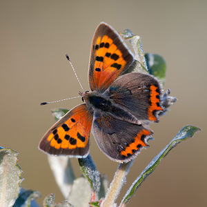 Lycaena phlaeas (Lycaenidae)  - Cuivré commun, Argus bronzé, Bronzé - Small Copper Pas-de-Calais [France] 08/09/2012 - 30m