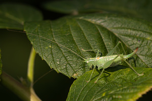 Meconema meridionale (Tettigoniidae)  - Méconème fragile Nord [France] 16/09/2012 - 40m