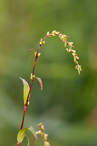 Persicaria hydropiper (Polygonaceae)  - Persicaire poivre-d'eau, Renouée poivre-d'eau - Water-pepper Nord [France] 15/09/2012 - 180m