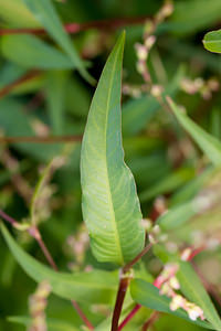 Persicaria hydropiper (Polygonaceae)  - Persicaire poivre-d'eau, Renouée poivre-d'eau - Water-pepper Nord [France] 15/09/2012 - 180m