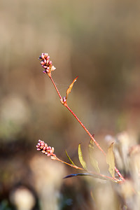 Persicaria maculosa (Polygonaceae)  - Persicaire maculée, Renouée persicaire, Persicaire - Redshank [plant] Pas-de-Calais [France] 08/09/2012 - 30m