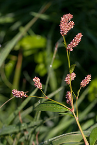 Persicaria maculosa (Polygonaceae)  - Persicaire maculée, Renouée persicaire, Persicaire - Redshank [plant] Pas-de-Calais [France] 09/09/2012