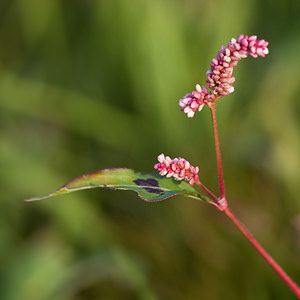 Persicaria maculosa (Polygonaceae)  - Persicaire maculée, Renouée persicaire, Persicaire - Redshank [plant] Nord [France] 15/09/2012 - 180m