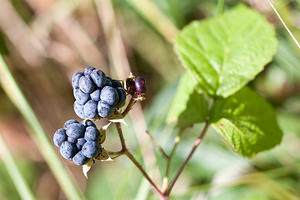 Rubus caesius (Rosaceae)  - Ronce bleue, Ronce bleu-vert, Ronce à fruits bleus, Ronce glauque - Dewberry Pas-de-Calais [France] 08/09/2012 - 10m