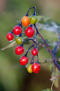 Solanum dulcamara (Solanaceae)  - Morelle douce-amère, Douce amère, Bronde - Bittersweet Pas-de-Calais [France] 08/09/2012 - 30m