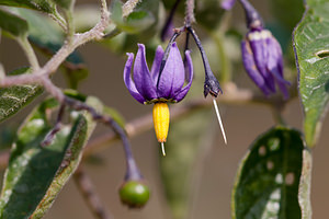 Solanum dulcamara (Solanaceae)  - Morelle douce-amère, Douce amère, Bronde - Bittersweet Pas-de-Calais [France] 08/09/2012 - 30m