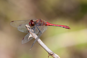 Sympetrum sanguineum (Libellulidae)  - Sympétrum sanguin, Sympétrum rouge sang - Ruddy Darter Ath [Belgique] 16/09/2012 - 20m