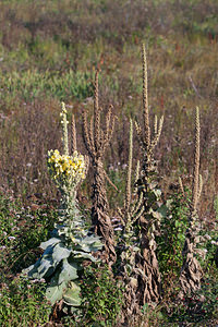 Verbascum thapsus (Scrophulariaceae)  - Molène bouillon-blanc, Herbe-de-saint-Fiacre, Bouillon-blanc - Great Mullein Pas-de-Calais [France] 08/09/2012 - 30m