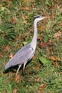 Ardea cinerea (Ardeidae)  - Héron cendré - Grey Heron Nord [France] 14/11/2012 - 30m