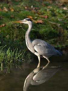 Ardea cinerea (Ardeidae)  - Héron cendré - Grey Heron Nord [France] 14/11/2012 - 30m