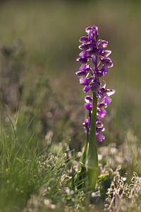 Anacamptis morio subsp. picta (Orchidaceae)  - Anacamptide peinte, Orchis peint Aude [France] 24/04/2013 - 480m