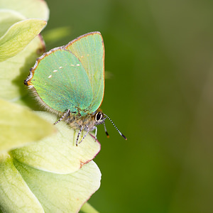 Callophrys rubi (Lycaenidae)  - Thécla de la Ronce, Argus vert - Green Hairstreak Aude [France] 23/04/2013 - 710m