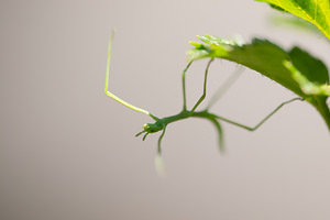 Clonopsis gallica (Bacillidae)  - Phasme gaulois - French stick insect Aude [France] 23/04/2013 - 720m