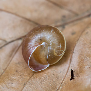 Hygromia limbata (Hygromiidae)  - Hélice des ruisseaux - Hedge Snail Aude [France] 23/04/2013 - 730m