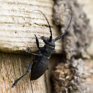 Morimus asper (Cerambycidae)  - Lamie bûcheron Aude [France] 26/04/2013 - 470m