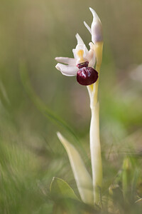 Ophrys arachnitiformis (Orchidaceae)  - Ophrys à forme d'araignée, Ophrys en forme d'araignée, Ophrys arachnitiforme, Ophrys brillant Aude [France] 23/04/2013 - 660m