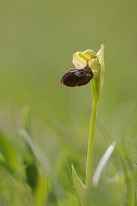 Ophrys aranifera x Ophrys fusca (Orchidaceae)  - Hybride entre lOphrys araignée et lOphrys brunOphrys fusca x Ophrys sphegodes. Aude [France] 22/04/2013 - 660m