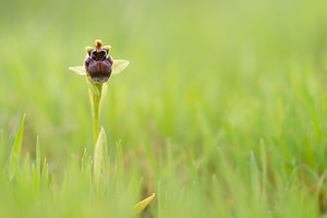 Ophrys bombyliflora (Orchidaceae)  - Ophrys bombyle Aude [France] 30/04/2013 - 50m