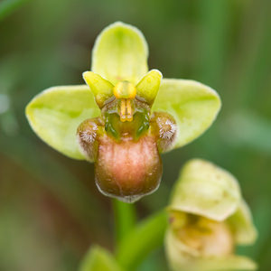 Ophrys bombyliflora (Orchidaceae)  - Ophrys bombyle Aude [France] 30/04/2013 - 50m