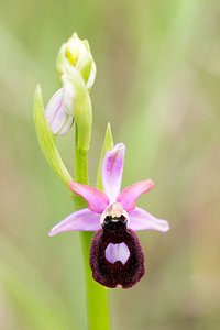 Ophrys catalaunica (Orchidaceae)  - Ophrys de Catalogne Aude [France] 25/04/2013 - 150m