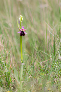 Ophrys catalaunica (Orchidaceae)  - Ophrys de Catalogne Aude [France] 25/04/2013 - 150m