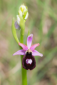 Ophrys catalaunica (Orchidaceae)  - Ophrys de Catalogne Aude [France] 25/04/2013 - 150m