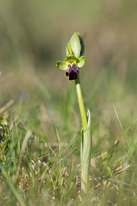 Ophrys funerea (Orchidaceae)  - Ophrys funèbre Aude [France] 22/04/2013 - 500m