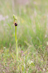 Ophrys incubacea (Orchidaceae)  - Ophrys noir, Ophrys de petite taille, Ophrys noirâtre Aude [France] 25/04/2013 - 150m